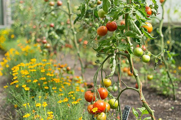 Фото Будут плодоносить до осени: огородники раскрыли секрет безумного урожая помидоров в 2022 4