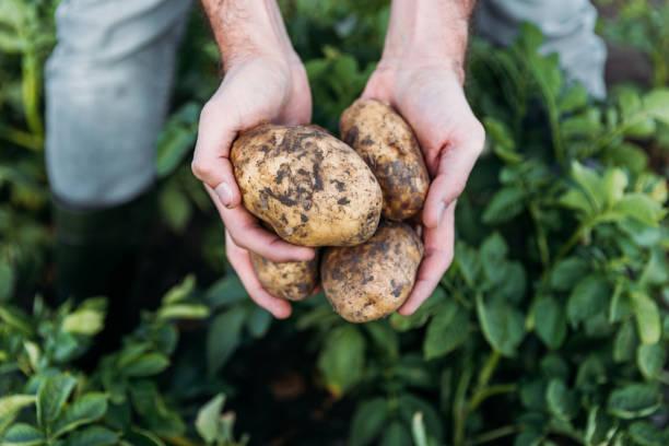 Фото Как быстро просушить собранный картофель: три секрета от опытных огородников 3