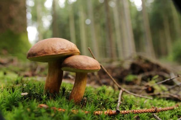 Фото Много грибов - много гробов: что означает страшная примета о богатом урожае грибов 4