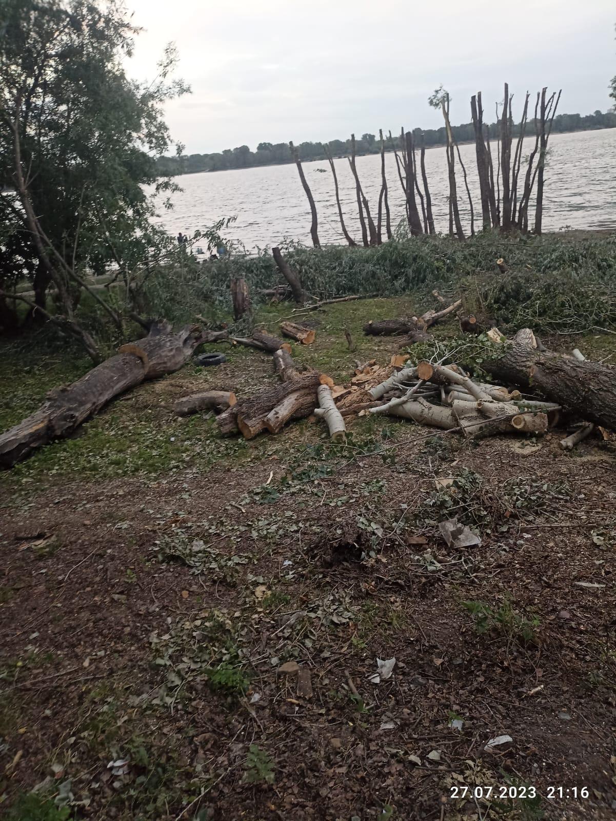 Фото Под Новосибирском соседи обвинили пенсионера в незаконной вырубке деревьев на берегу водохранилища 2