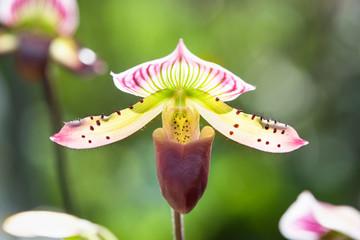 Фото Цветок-вампир: можно ли держать орхидею в доме 2