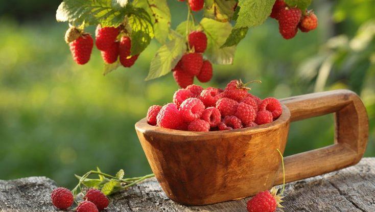 Фото День Авдотьи Малиновки 17 августа: красивые открытки и душевные поздравления для бесплатного скачивания 10 - Сиб.ФМ Фото День Авдотьи Малиновки 17 августа: красивые открытки и душевные поздравления для бесплатного скачивания 10