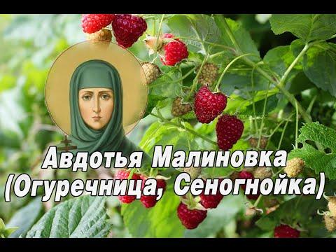 Фото День Авдотьи Малиновки 17 августа: красивые открытки и душевные поздравления для бесплатного скачивания 6 - Сиб.ФМ Фото День Авдотьи Малиновки 17 августа: красивые открытки и душевные поздравления для бесплатного скачивания 6