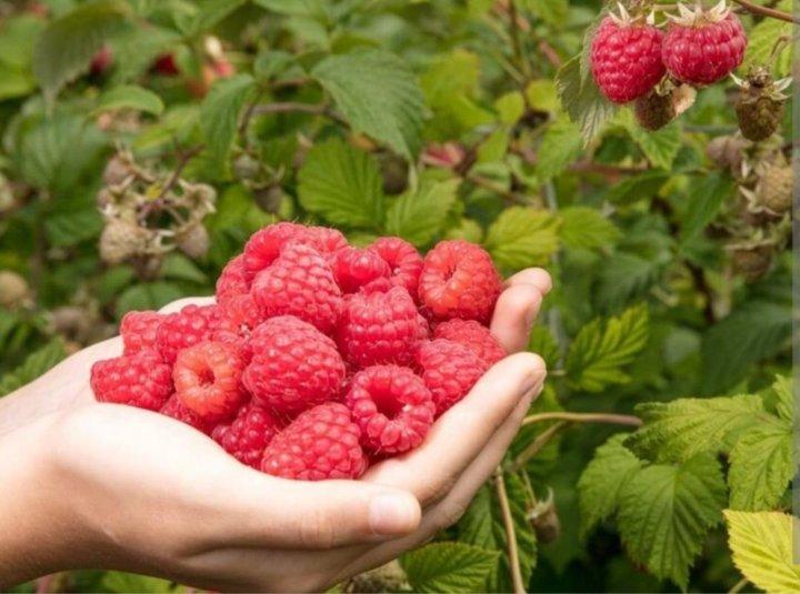 Фото День Авдотьи Малиновки 17 августа: красивые открытки и душевные поздравления для бесплатного скачивания 9 - Сиб.ФМ Фото День Авдотьи Малиновки 17 августа: красивые открытки и душевные поздравления для бесплатного скачивания 9