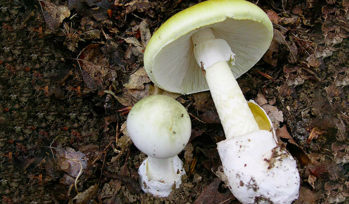 Фото В Новосибирске миколог Жаринов назвал самые смертельные грибы в лесах 2