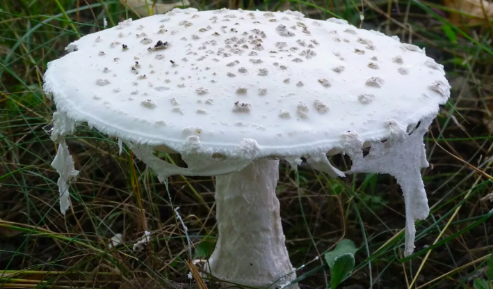 Фото В Новосибирске миколог Жаринов назвал самые смертельные грибы в лесах 3