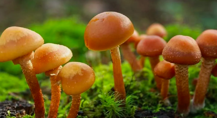 Фото В Новосибирске миколог Жаринов назвал самые смертельные грибы в лесах 4