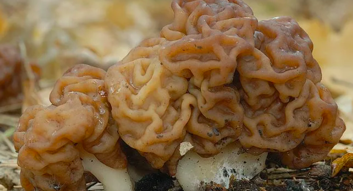 Фото В Новосибирске миколог Жаринов назвал самые смертельные грибы в лесах 5