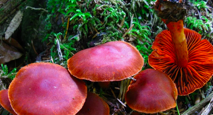 Фото В Новосибирске миколог Жаринов назвал самые смертельные грибы в лесах 6