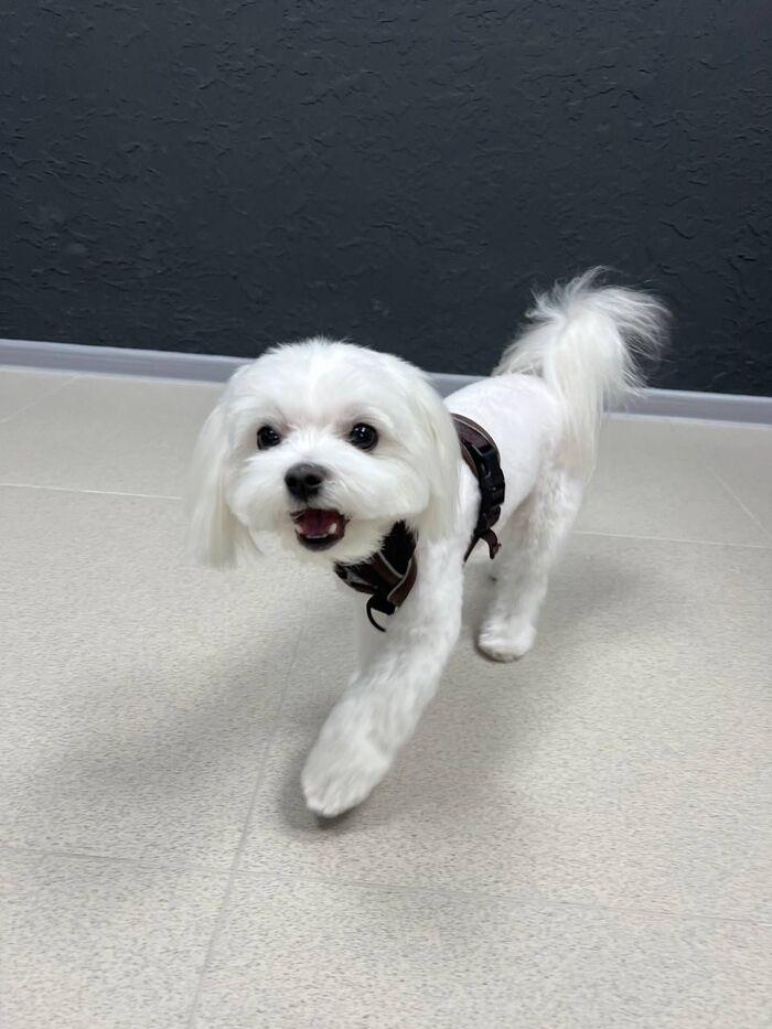 Фото Новосибирцы показали фото питомцев в День благодарности собаке 4 - Сиб.ФМ Фото Новосибирцы показали фото питомцев в День благодарности собаке 4