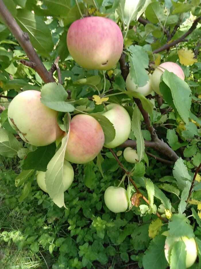 Фото В Яблочный Спас новосибирцы поделились фото своего урожая 4 - Сиб.ФМ Фото В Яблочный Спас новосибирцы поделились фото своего урожая 4