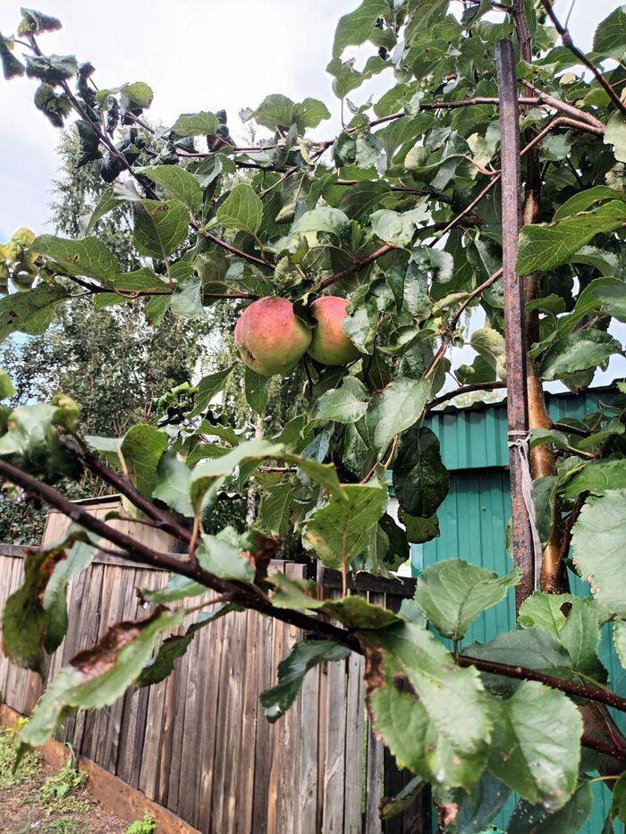 Фото В Яблочный Спас новосибирцы поделились фото своего урожая 2 - Сиб.ФМ Фото В Яблочный Спас новосибирцы поделились фото своего урожая 2