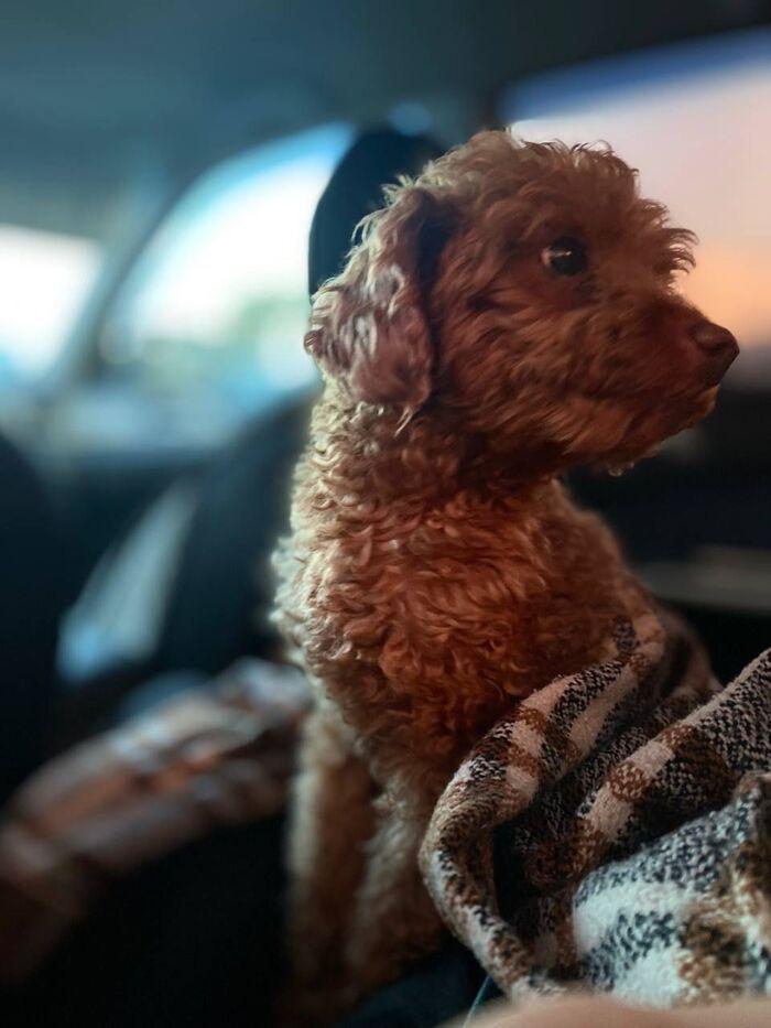 Фото Новосибирцы показали фото питомцев в День благодарности собаке 5 - Сиб.ФМ Фото Новосибирцы показали фото питомцев в День благодарности собаке 5