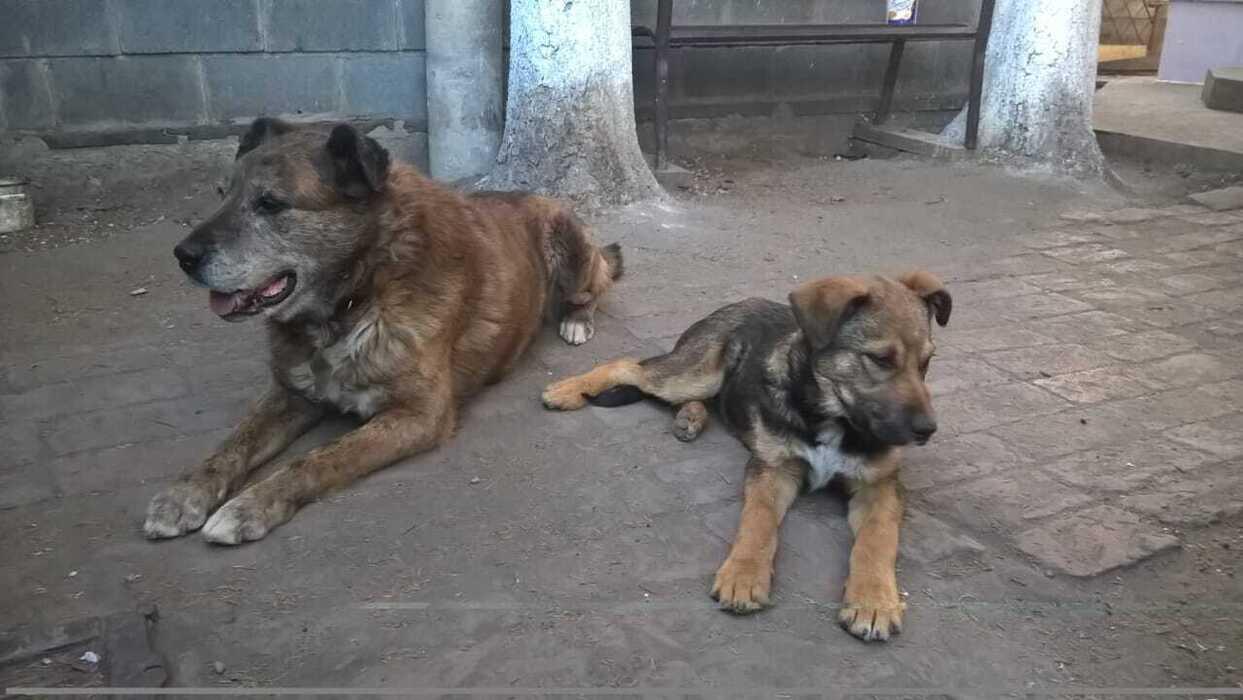 Фото Новосибирцы показали фото питомцев в День благодарности собаке 2 - Сиб.ФМ Фото Новосибирцы показали фото питомцев в День благодарности собаке 2