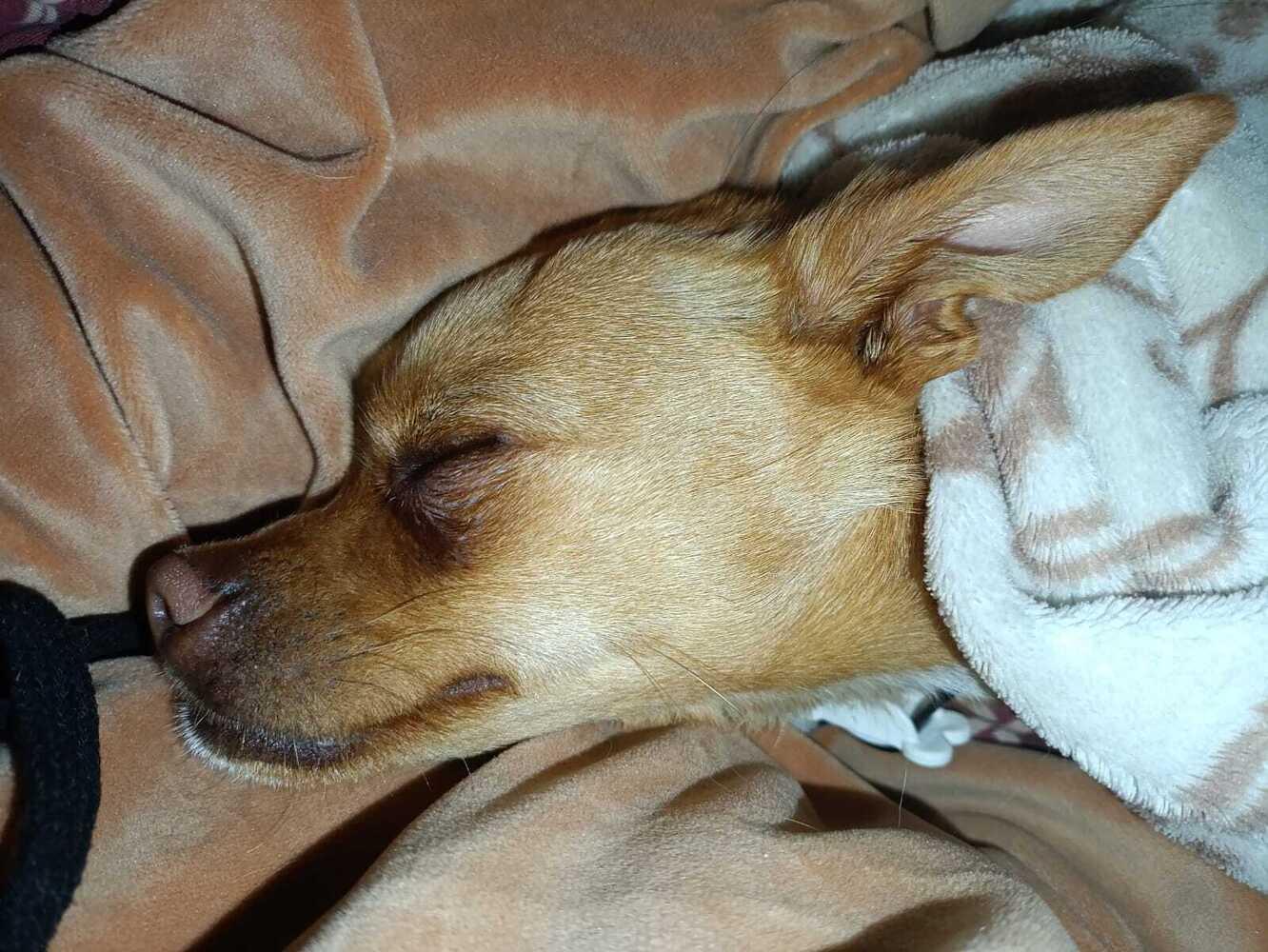 Фото Новосибирцы показали фото питомцев в День благодарности собаке 3 - Сиб.ФМ Фото Новосибирцы показали фото питомцев в День благодарности собаке 3