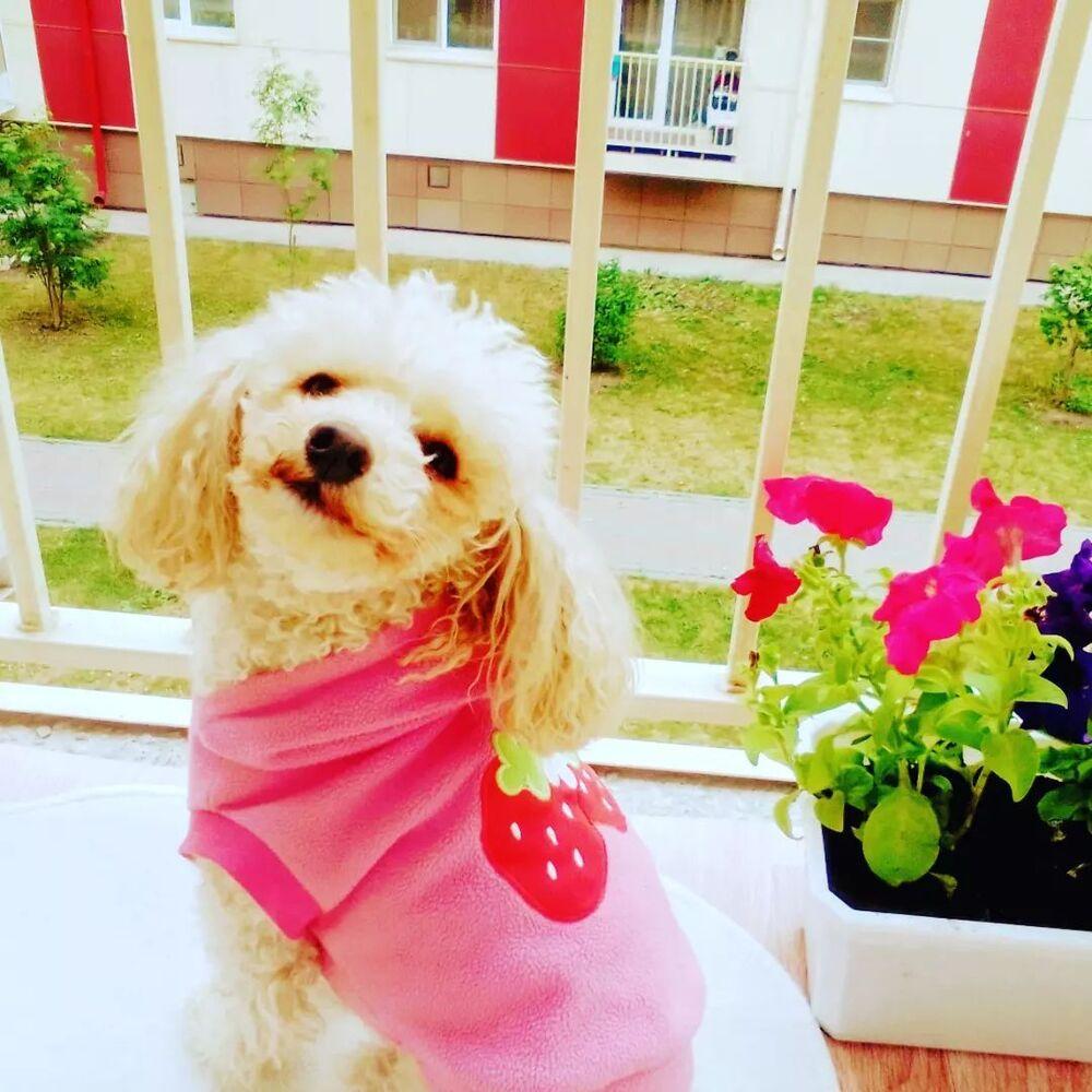 Фото Новосибирцы показали фото питомцев в День благодарности собаке 6 - Сиб.ФМ Фото Новосибирцы показали фото питомцев в День благодарности собаке 6