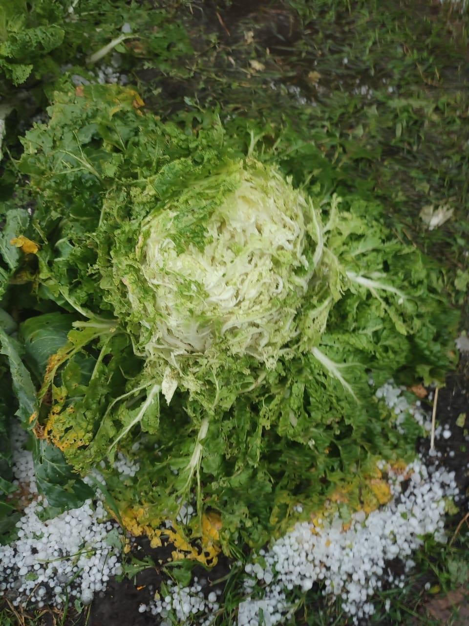 Фото В Новосибирске крупный град побил огороды дачников 2 - Сиб.ФМ Фото В Новосибирске крупный град побил огороды дачников 2