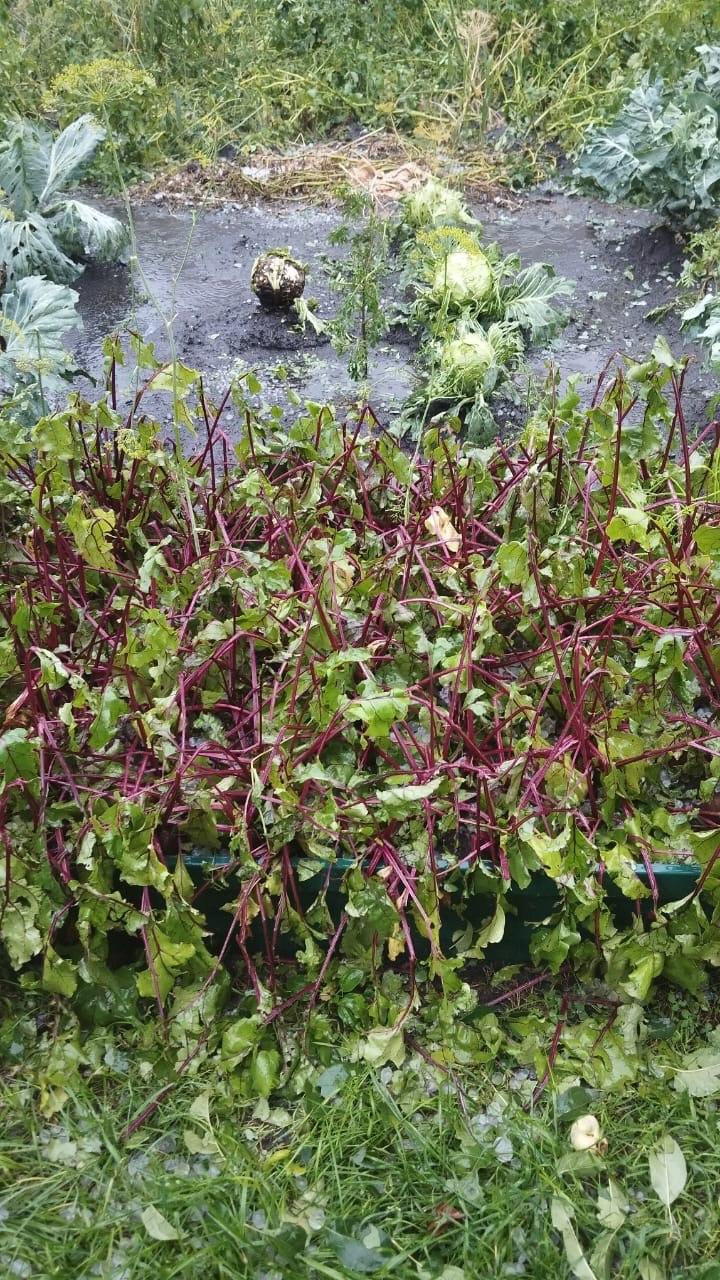 Фото В Новосибирске крупный град побил огороды дачников 4 - Сиб.ФМ Фото В Новосибирске крупный град побил огороды дачников 4