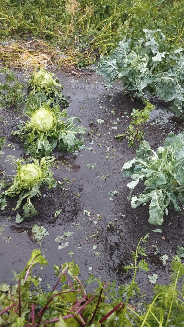 Фото В Новосибирске крупный град побил огороды дачников 5 - Сиб.ФМ Фото В Новосибирске крупный град побил огороды дачников 5