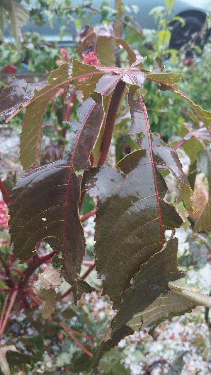 Фото В Новосибирске крупный град побил огороды дачников 6 - Сиб.ФМ Фото В Новосибирске крупный град побил огороды дачников 6