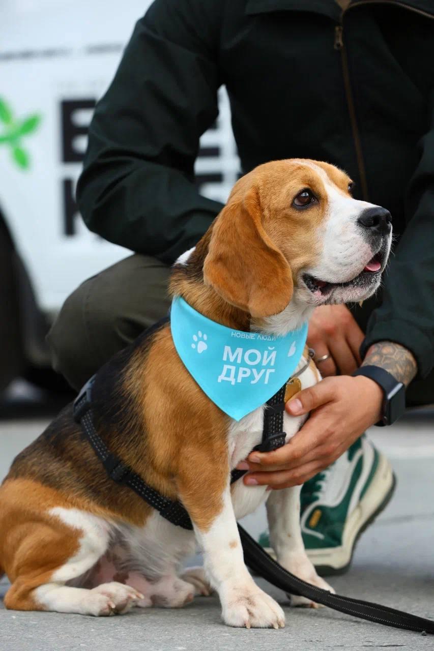 Фото В Новосибирске при поддержке партии «Новые люди» прошёл масштабный зоофестиваль в поддержку приютов 3 - Сиб.ФМ Фото В Новосибирске при поддержке партии «Новые люди» прошёл масштабный зоофестиваль в поддержку приютов 3