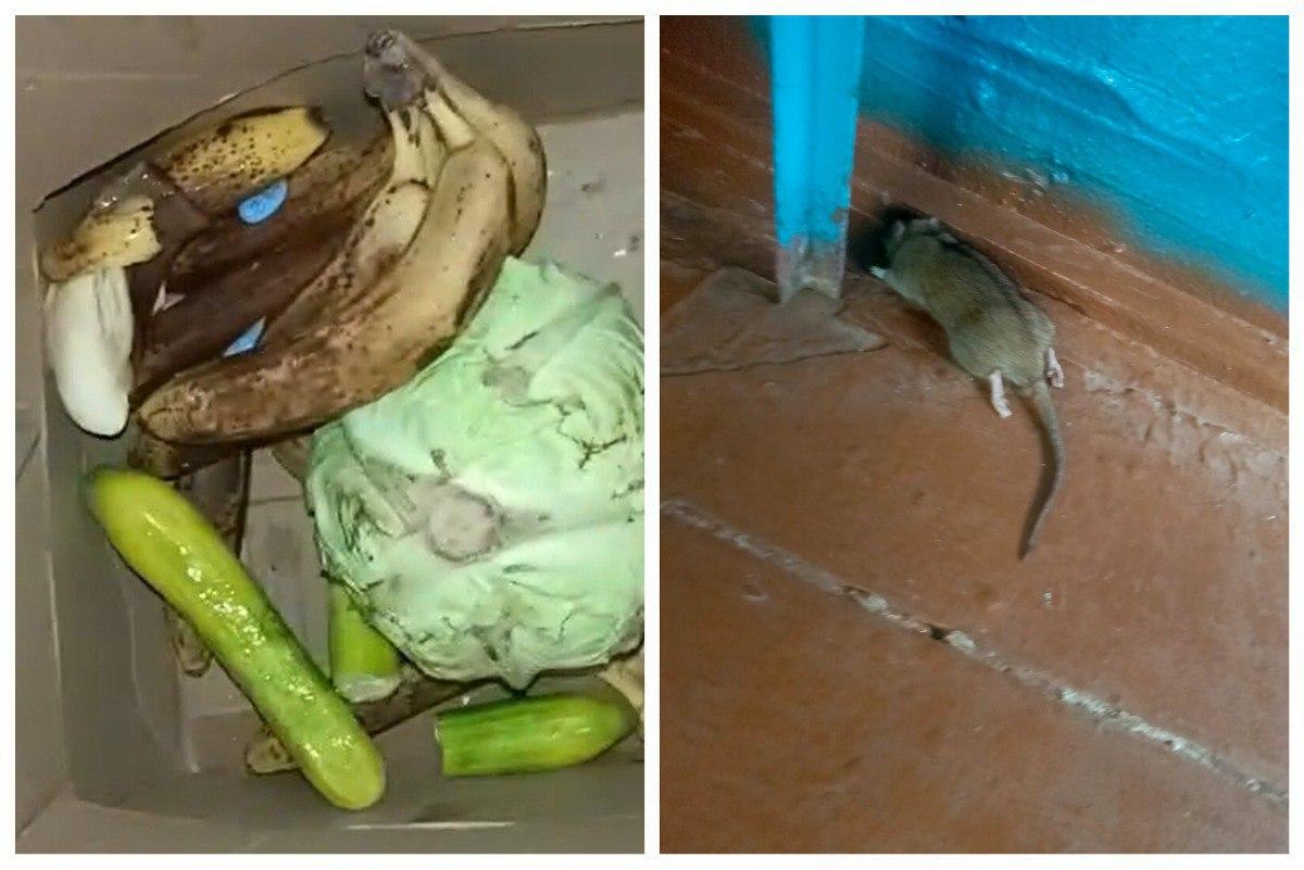 Фото Вскрылись новые факты нарушений в оздоровительном лагере Фото Вскрылись новые факты нарушений в оздоровительном лагере