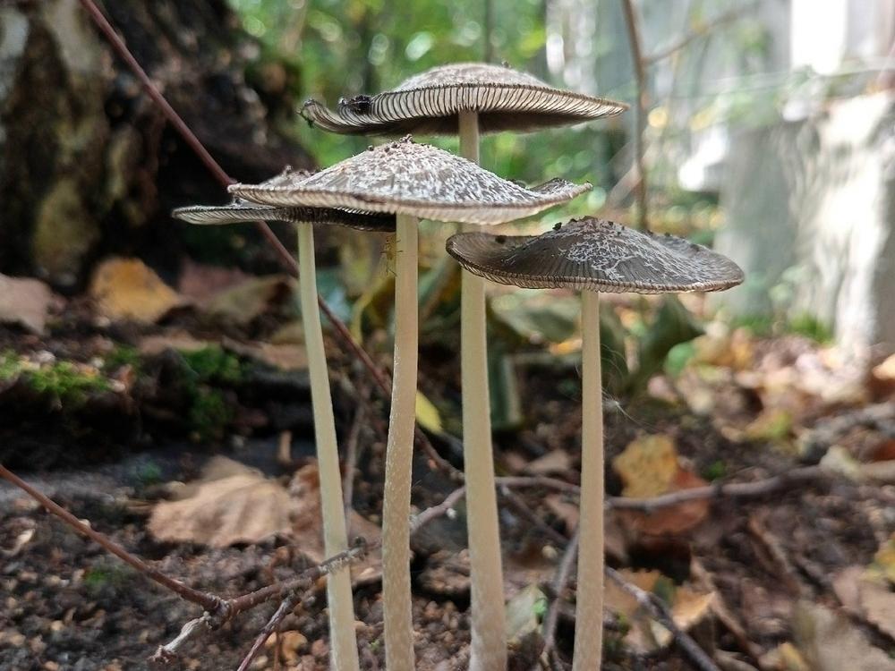 Фото В лесах Новосибирской области нашли необычные грибы 3 - Сиб.ФМ Фото В лесах Новосибирской области нашли необычные грибы 3