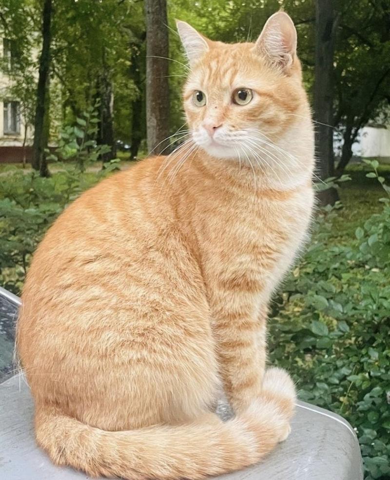 Фото Праздник усатых и хвостатых: 17 августа чествуют чёрных и рыжих котов — 7 милых фото 5
