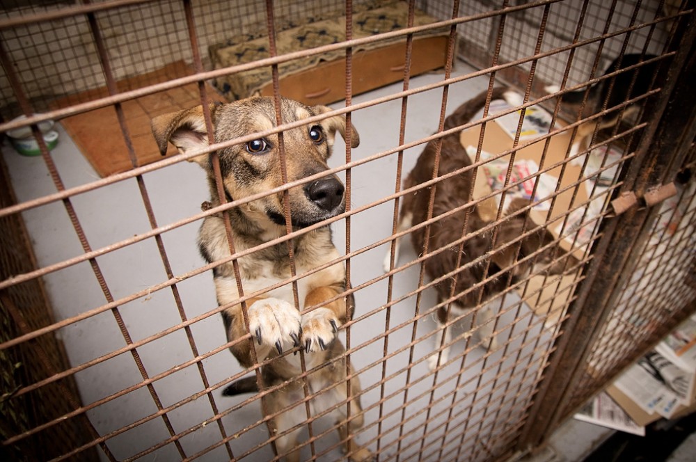 В Курске отловили больше сотни бродячих собак