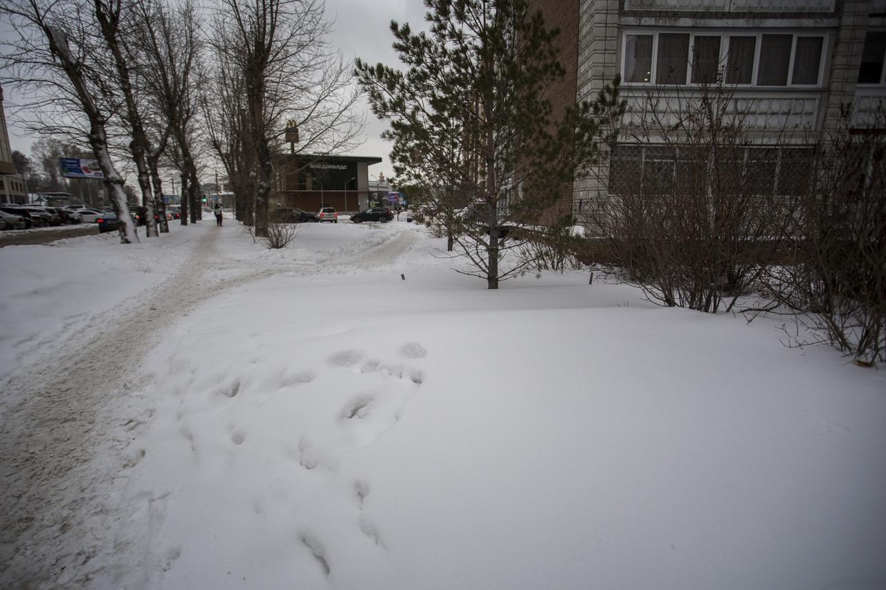 Фото Мерзко и пакостно: фото с улиц Новосибирска, где гололёд и снежное болото оказались сильнее коммунальщиков 3