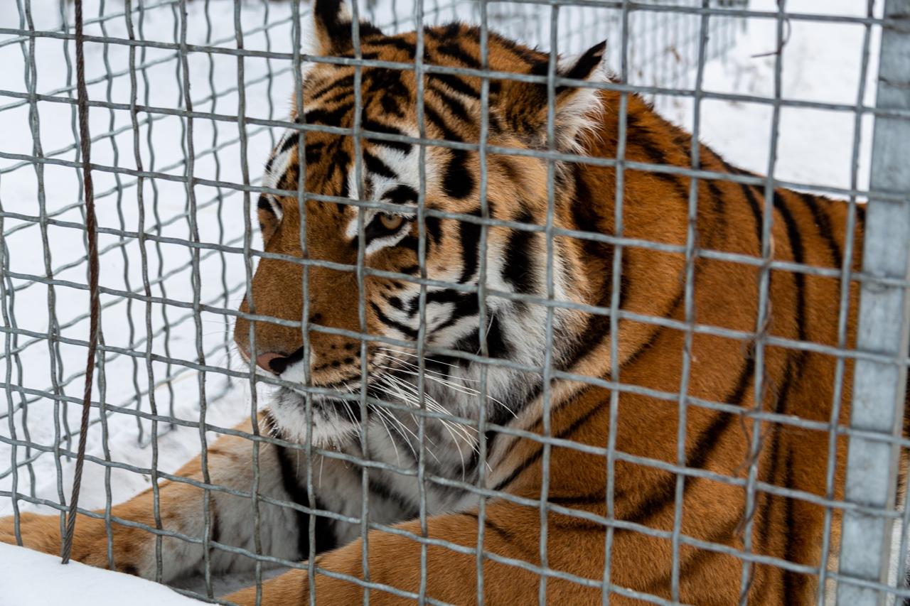Фото «Самое уязвимое место – живот»: владельцы хосписа для тигров в Новосибирске рассказали, как спасают больших кошек 4