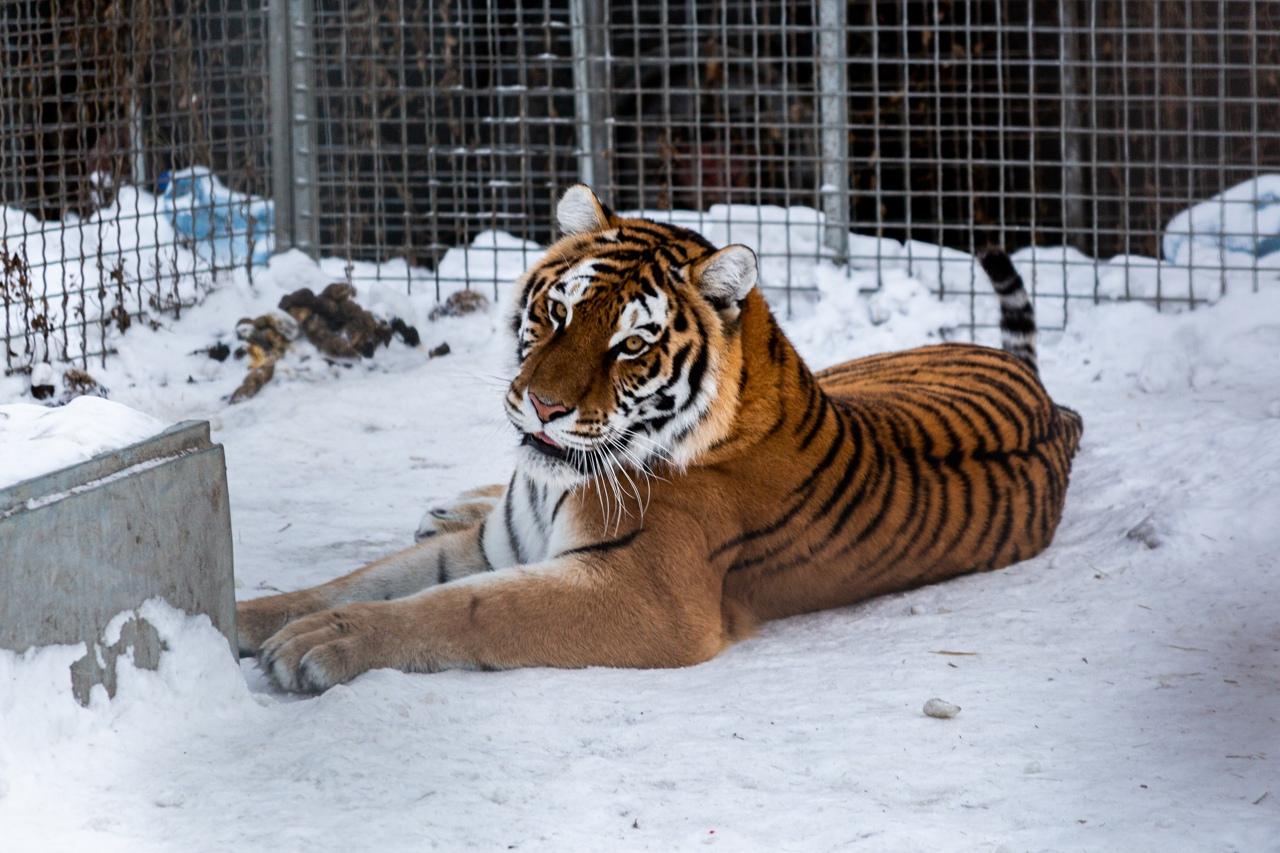 Фото «Самое уязвимое место – живот»: владельцы хосписа для тигров в Новосибирске рассказали, как спасают больших кошек 3