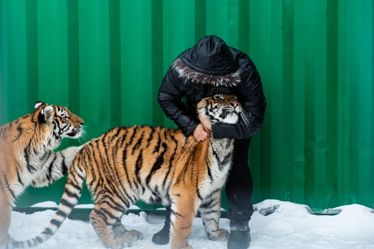 Фото «Самое уязвимое место – живот»: владельцы хосписа для тигров в Новосибирске рассказали, как спасают больших кошек 8