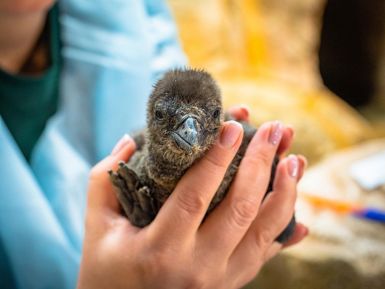 Фото Красноярский «Роев ручей» показал фото новорождённых очковых пингвинят 3