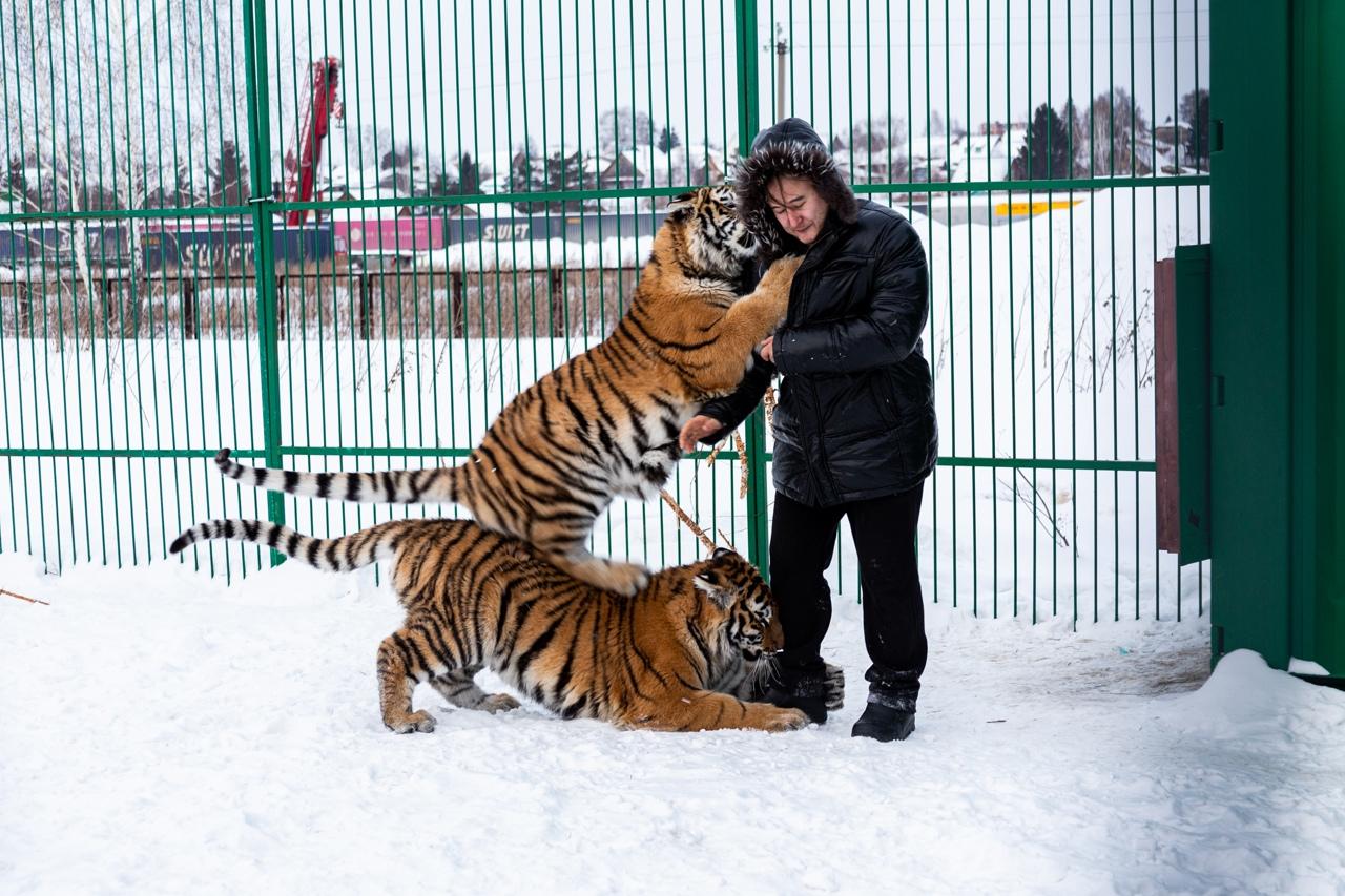 Фото «Самое уязвимое место – живот»: владельцы хосписа для тигров в Новосибирске рассказали, как спасают больших кошек 11
