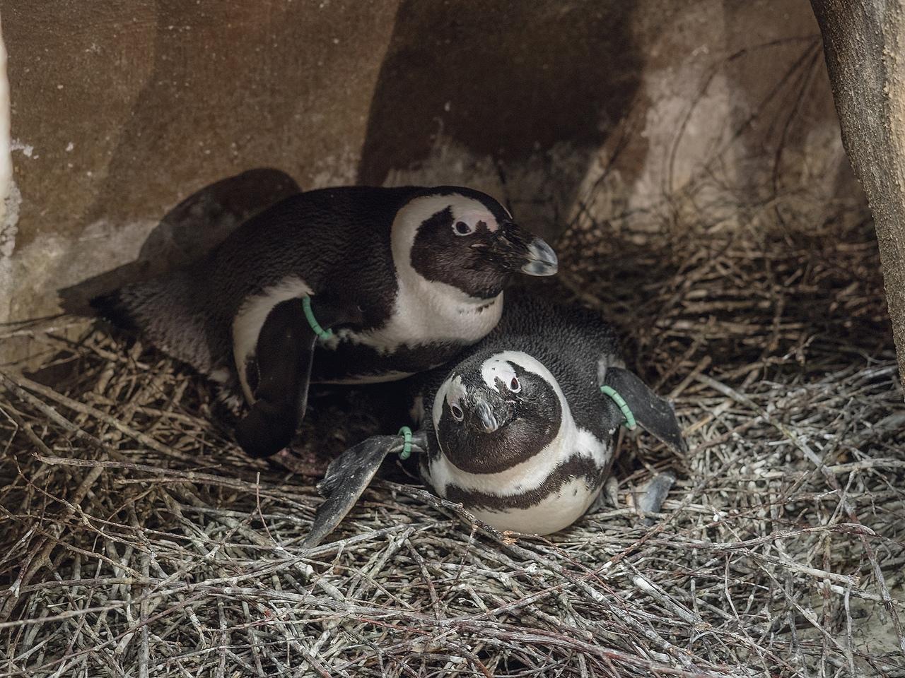 Фото Красноярский «Роев ручей» показал фото новорождённых очковых пингвинят 4