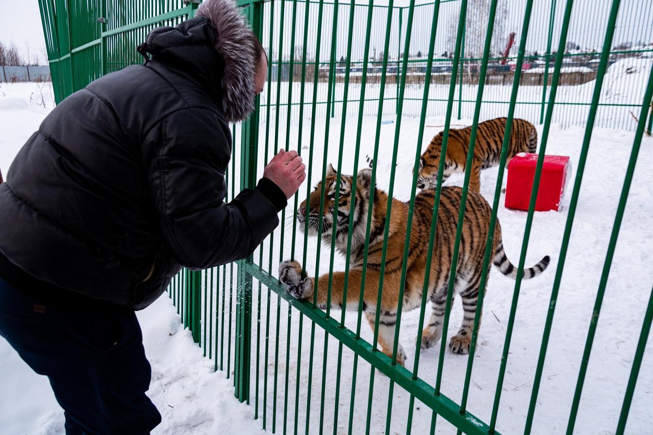 Фото «Самое уязвимое место – живот»: владельцы хосписа для тигров в Новосибирске рассказали, как спасают больших кошек 9