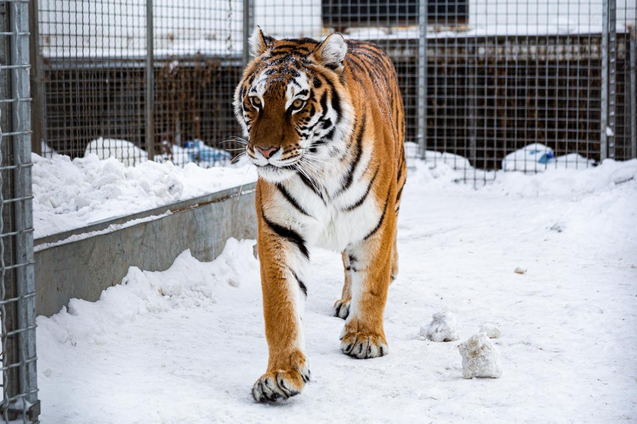 Фото «Самое уязвимое место – живот»: владельцы хосписа для тигров в Новосибирске рассказали, как спасают больших кошек 2