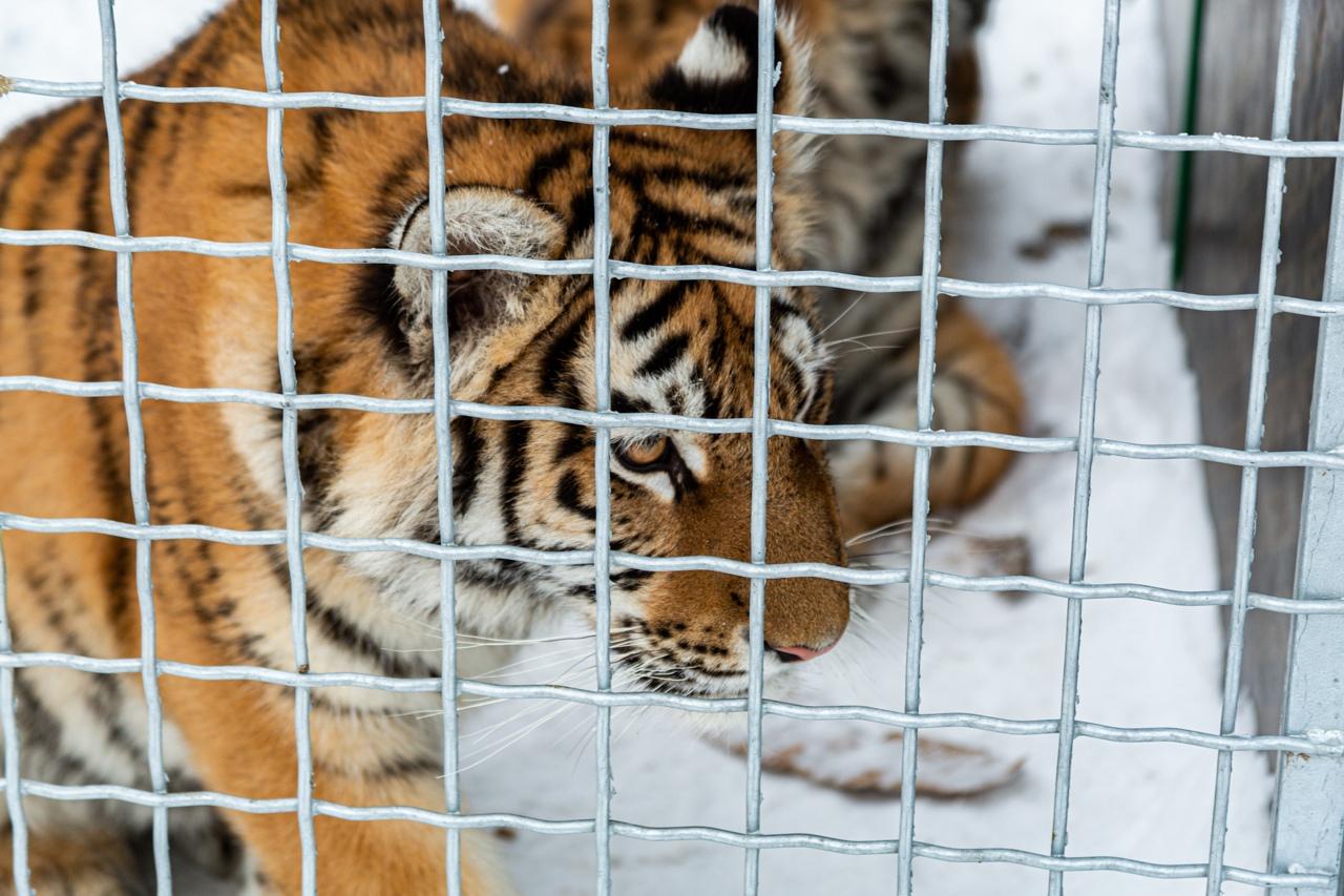 Фото «Самое уязвимое место – живот»: владельцы хосписа для тигров в Новосибирске рассказали, как спасают больших кошек 7