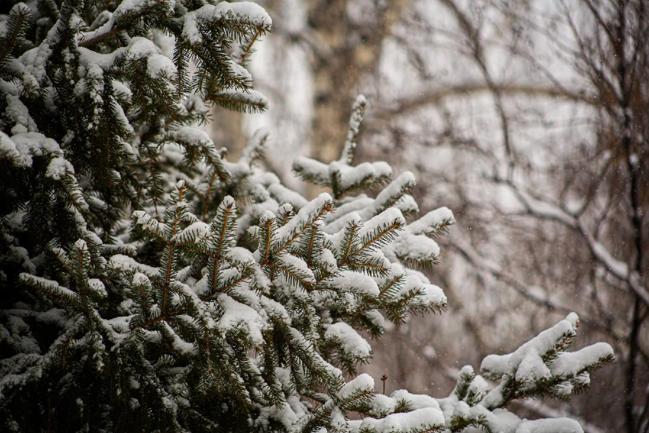Фото Новосибирск завалило снегом: 10 атмосферных фото с улиц города 9