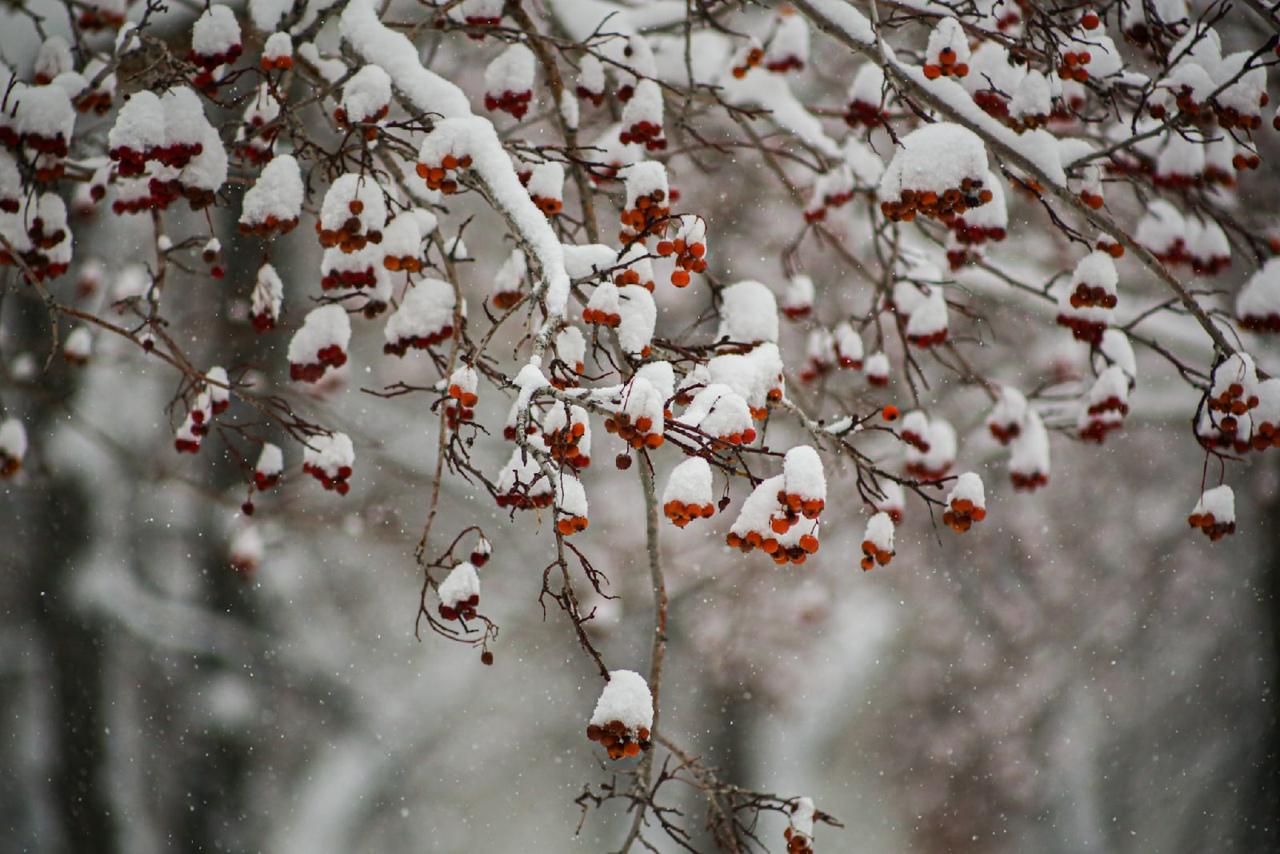 Фото Новосибирск завалило снегом: 10 атмосферных фото с улиц города 6