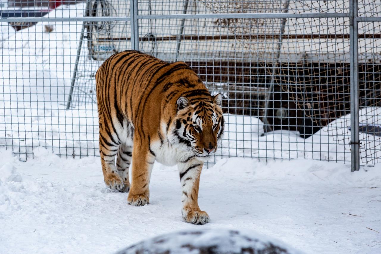 Фото «Самое уязвимое место – живот»: владельцы хосписа для тигров в Новосибирске рассказали, как спасают больших кошек 6