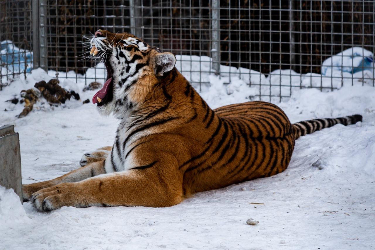 Фото «Самое уязвимое место – живот»: владельцы хосписа для тигров в Новосибирске рассказали, как спасают больших кошек 5