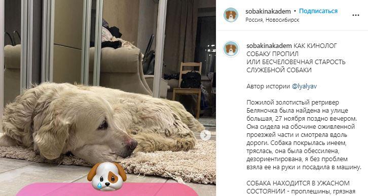 Фото Новосибирский приют пожаловался на жестокое обращение с собакой-поисковиком 2