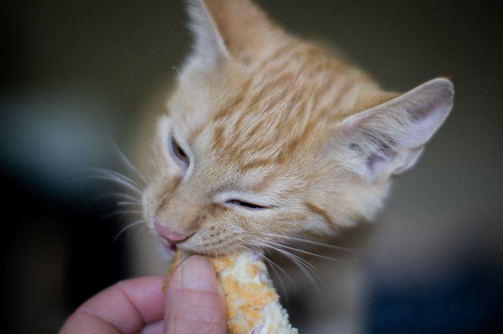 Фото Яд в миске: ветеринар назвала продукты, которыми нельзя кормить кошек 2