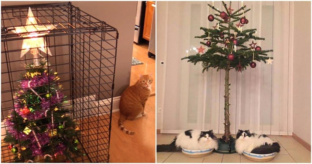 Фото Близко не подойдёт: россияне поделились советами, как защитить наряженную ёлку от кошки 2