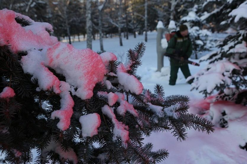 Фото Хвойные деревья в общественных местах Новосибирска обработают антивандальной смесью 2