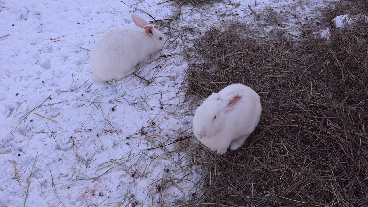 Фото В Новосибирске к Новому году показали дрессированных кроликов породы Великан 2