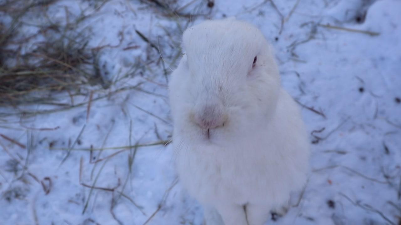 Фото В Новосибирске к Новому году показали дрессированных кроликов породы Великан 5