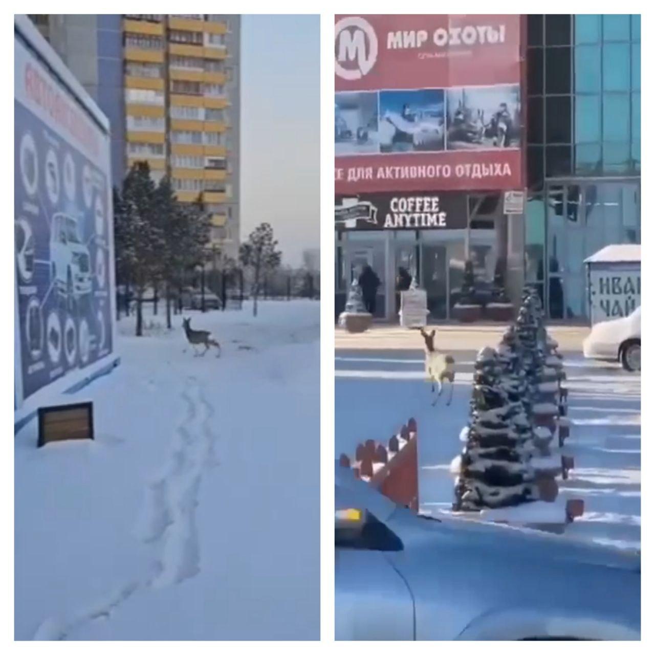 Фото В Омске заметили косуль в городе 2